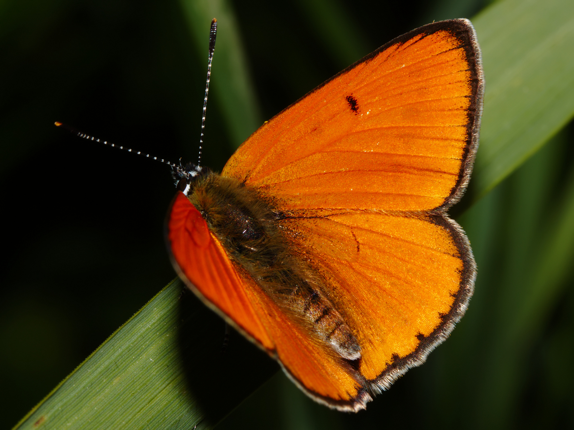 Lycaena dispar ♂ (Zwierzęta » Owady » Motyle i ćmy » Lycaenidae)