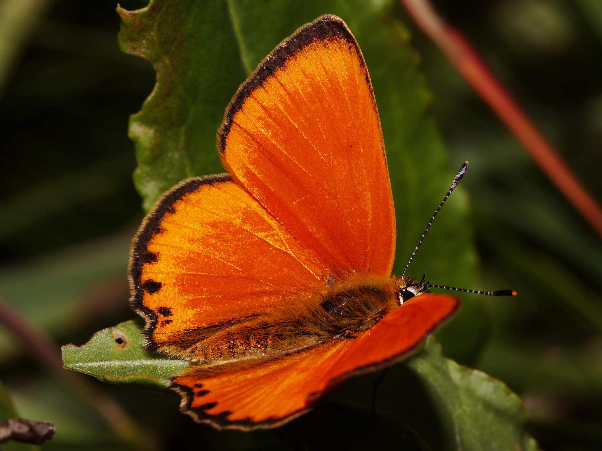 Lycaena virgaureae ♂ (Animals » Insects » Butterfies and Moths » Lycaenidae)