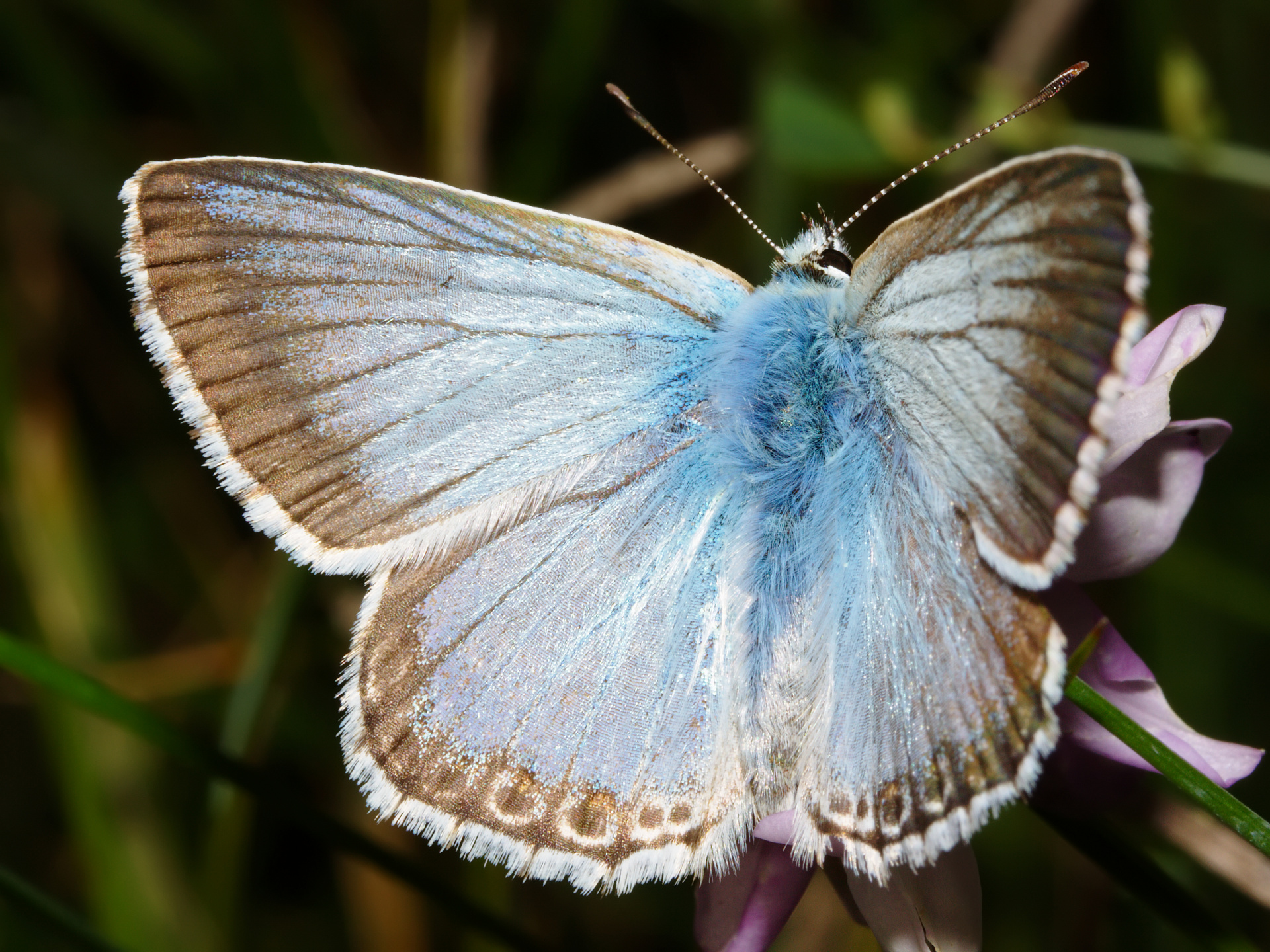 Polyommatus coridon ♂ (Zwierzęta » Owady » Motyle i ćmy » Lycaenidae)