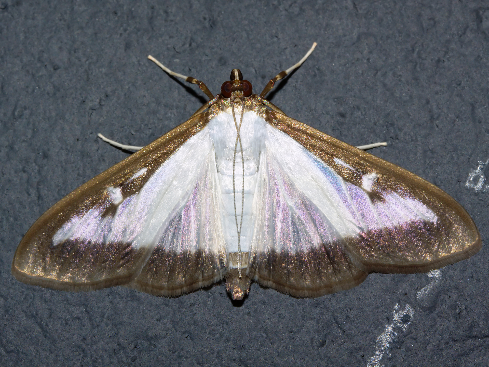 Cydalima perspectalis (Travels » London » Animals)