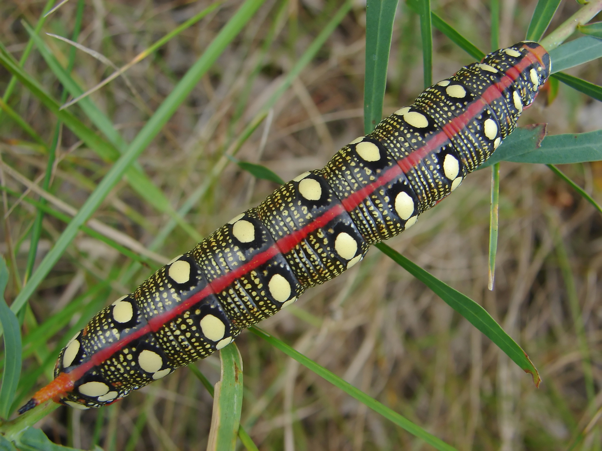 Hyles euphorbiae larva (Animals » Insects » Butterfies and Moths » Sphingidae)