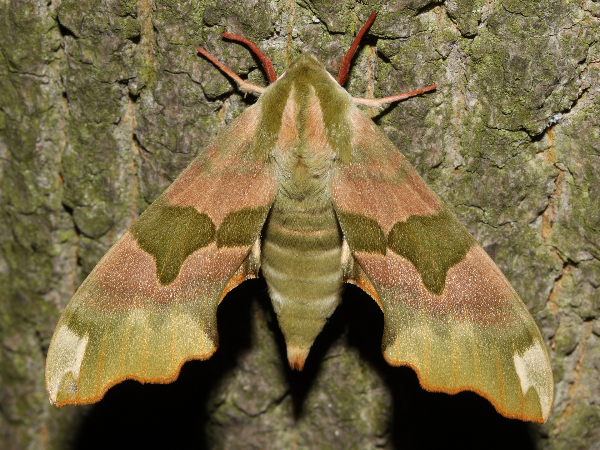 Mimas tiliae (Animals » Insects » Butterfies and Moths » Sphingidae)