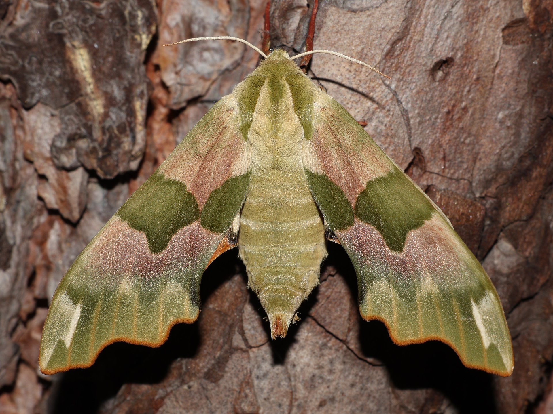 Mimas tiliae (Animals » Insects » Butterfies and Moths » Sphingidae)