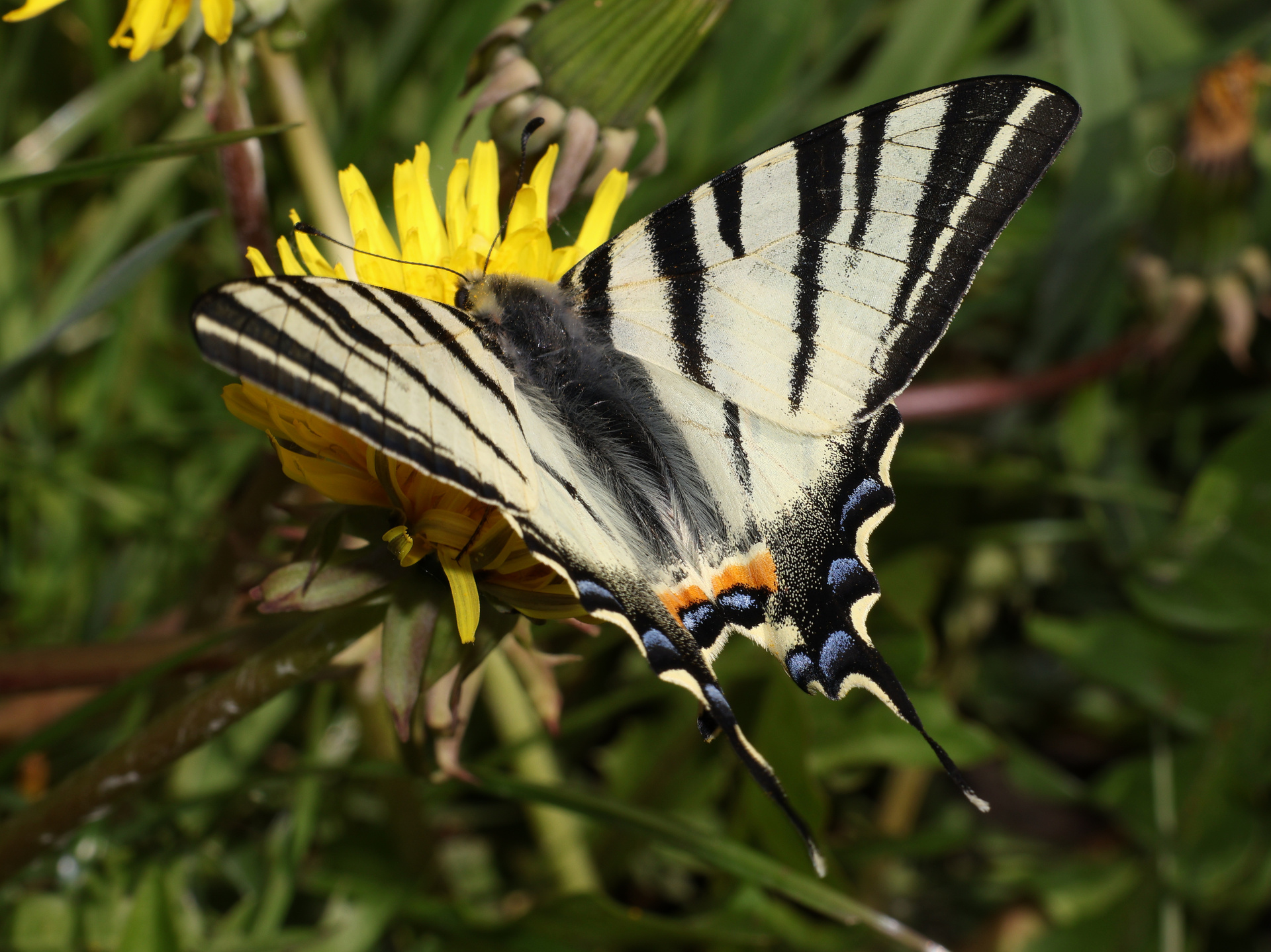 Iphiclides podalirius (Animals » Insects » Butterfies and Moths » Papilonidae)