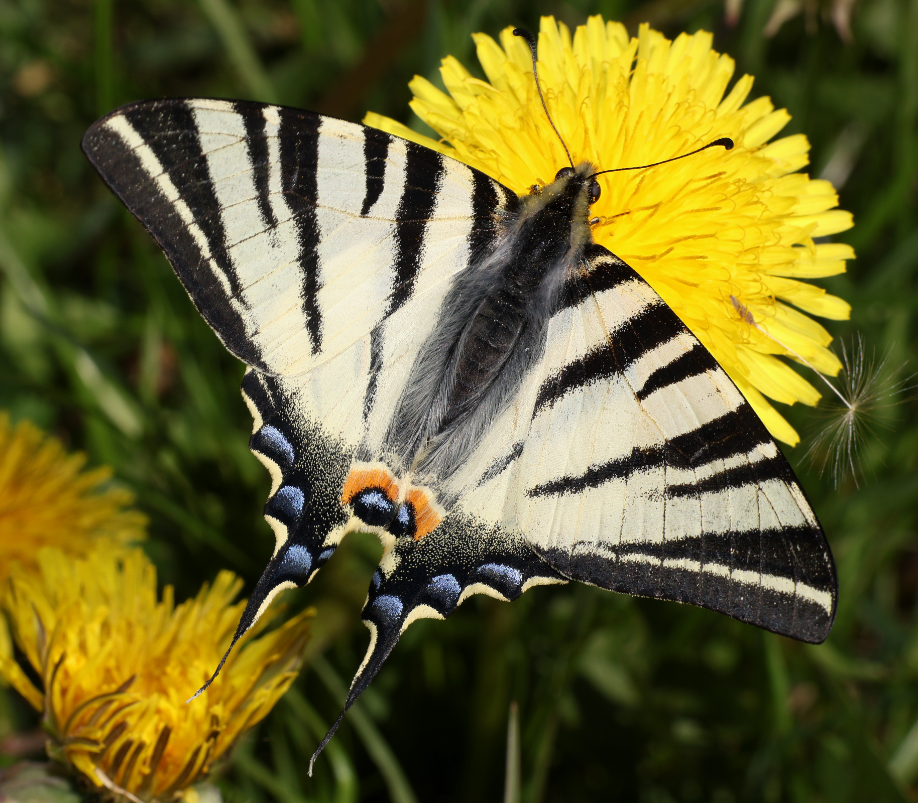Iphiclides podalirius (Animals » Insects » Butterfies and Moths » Papilonidae)