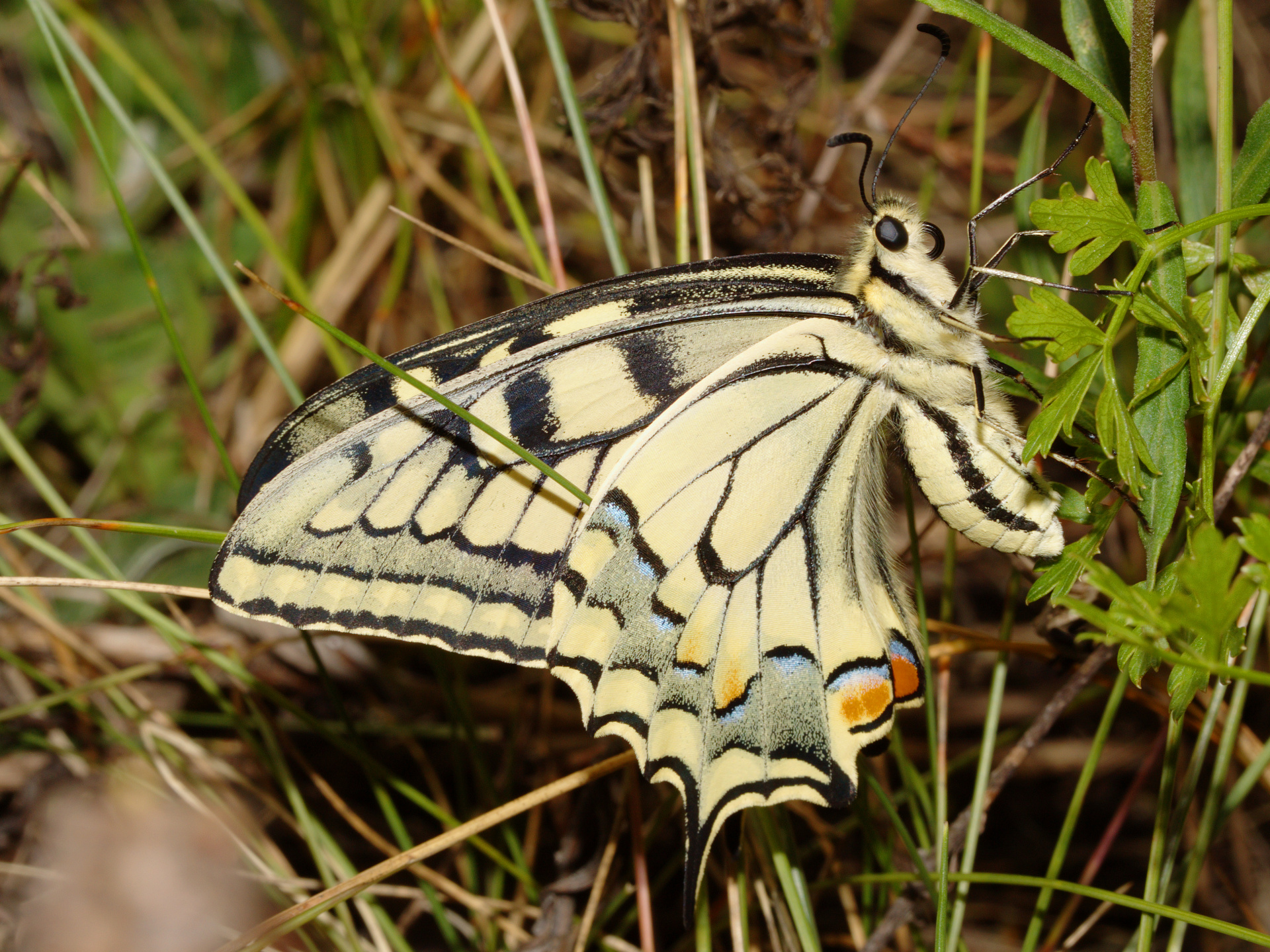 Papilio machaon ♀ (Animals » Insects » Butterfies and Moths » Papilonidae)