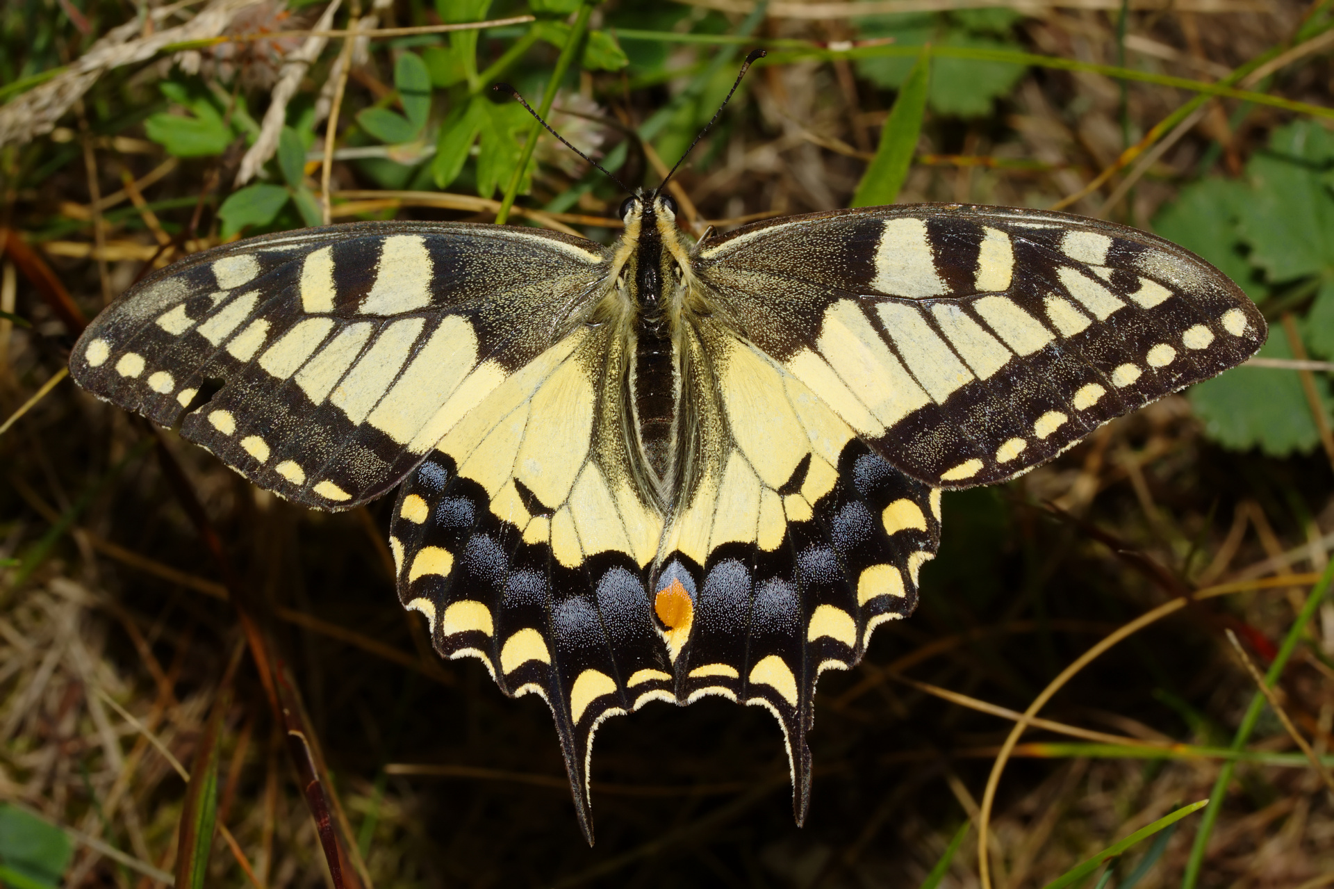 Papilio machaon (Zwierzęta » Owady » Motyle i ćmy » Papilonidae)