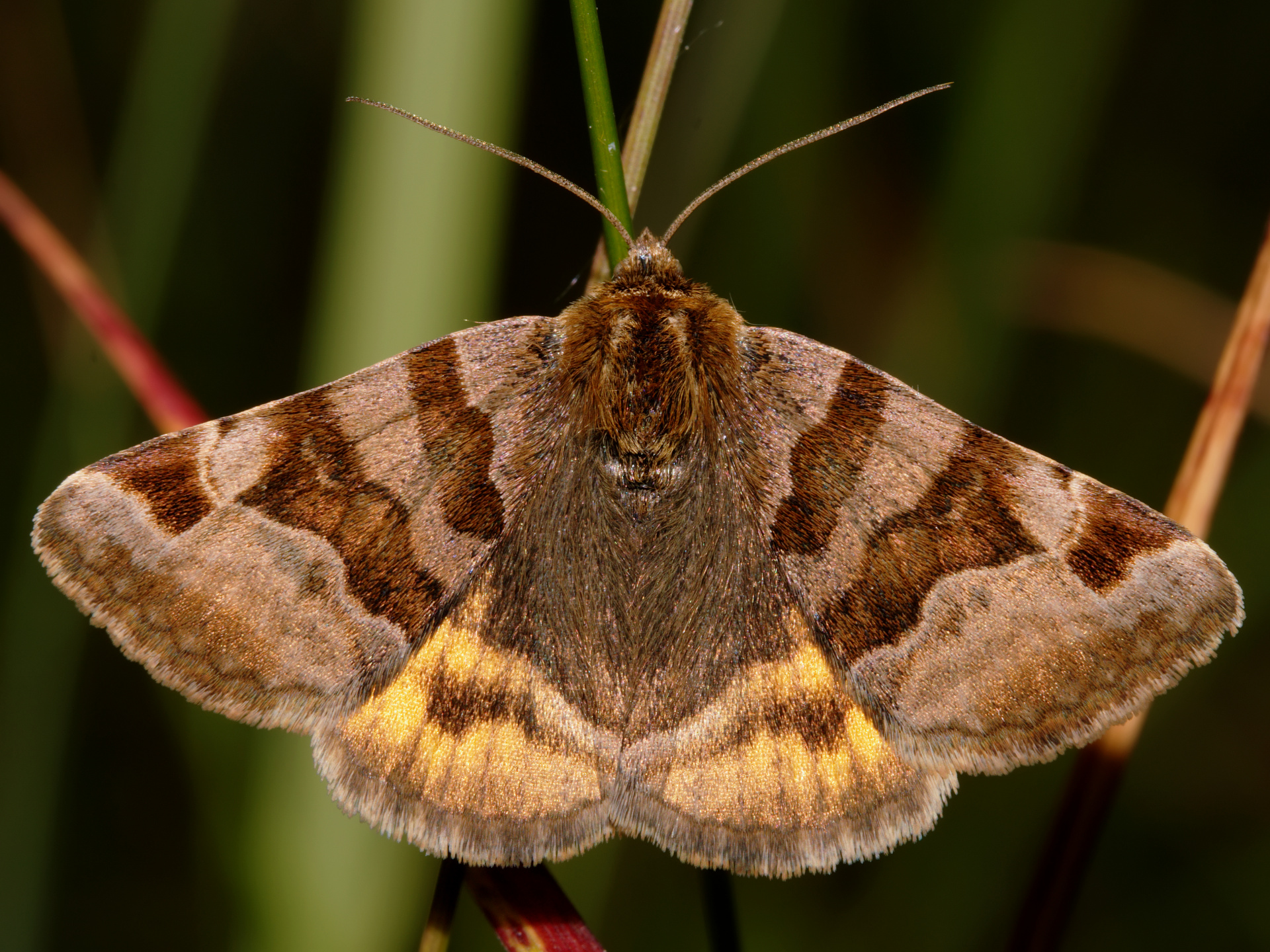 Euclidia glyphica (Zwierzęta » Owady » Motyle i ćmy » Erebidae)