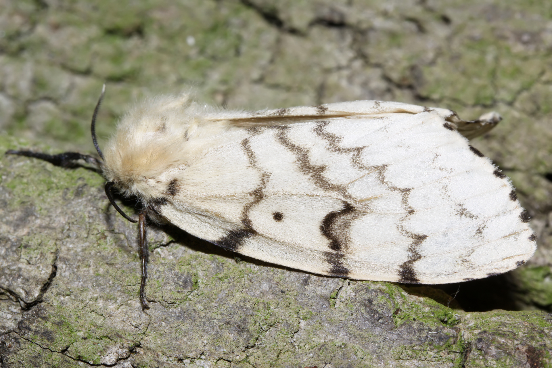 Lymantria dispar ♀ (Animals » Insects » Butterfies and Moths » Erebidae)