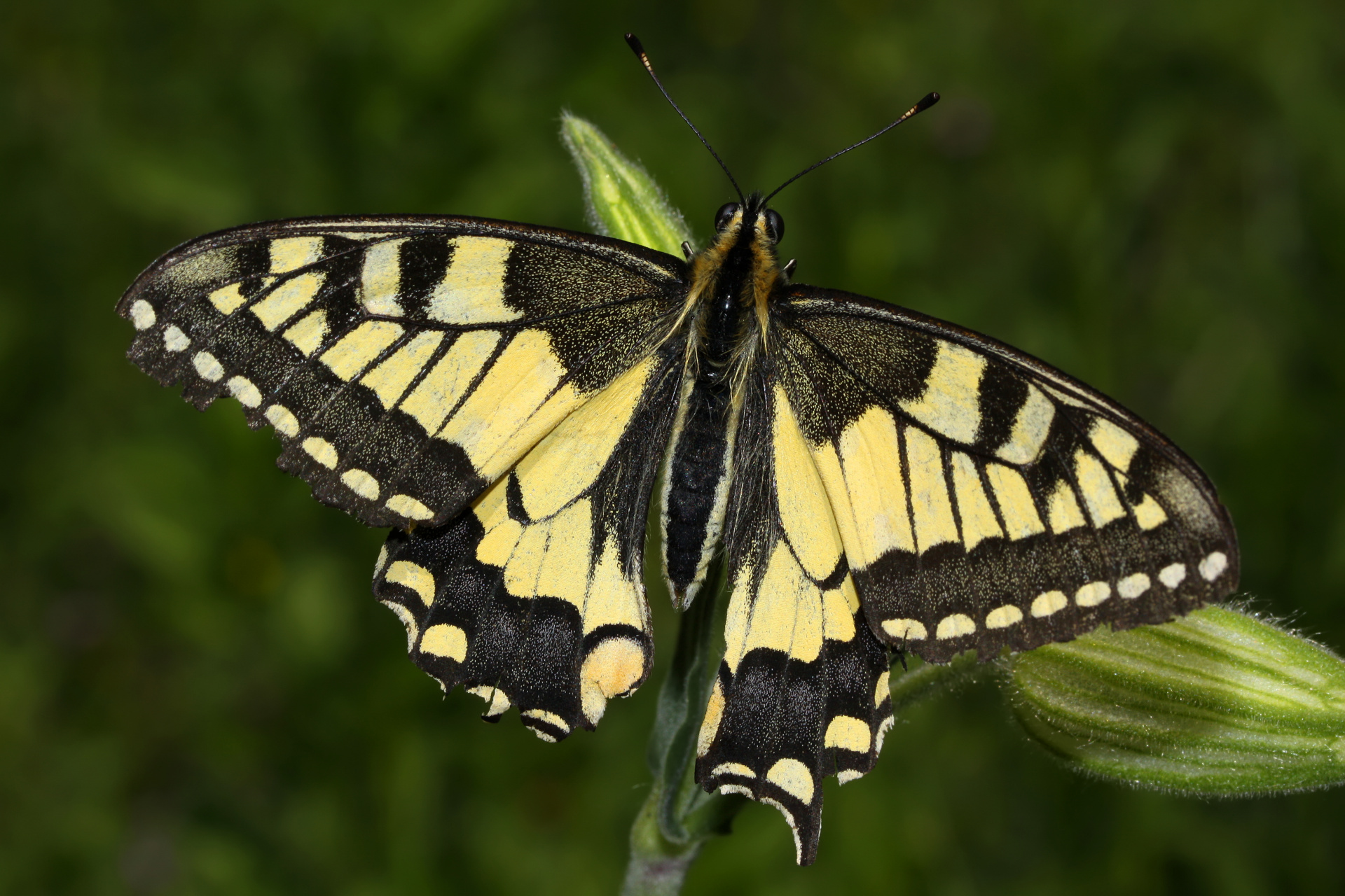 Papilio machaon (Samoloty » Spotting na Ferihegy » pozostałe)