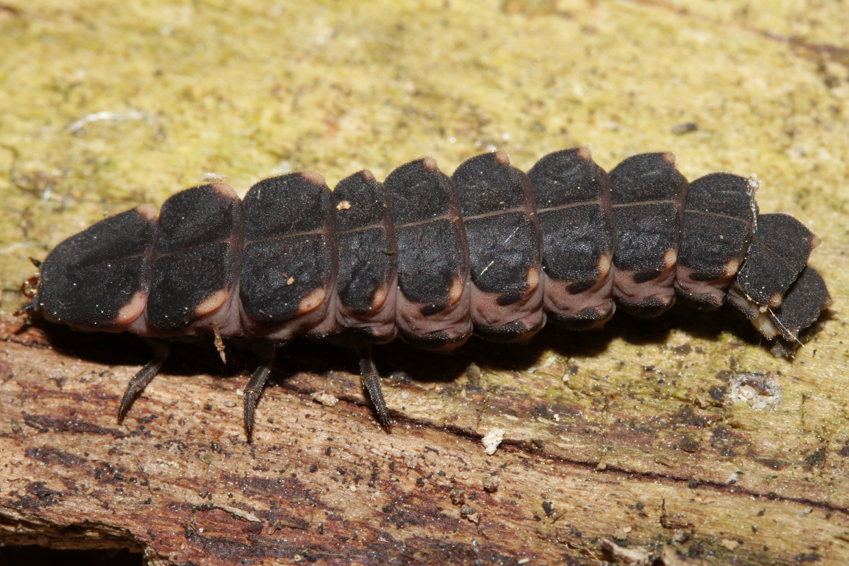 Lampyris noctiluca larva (Zwierzęta » Owady)