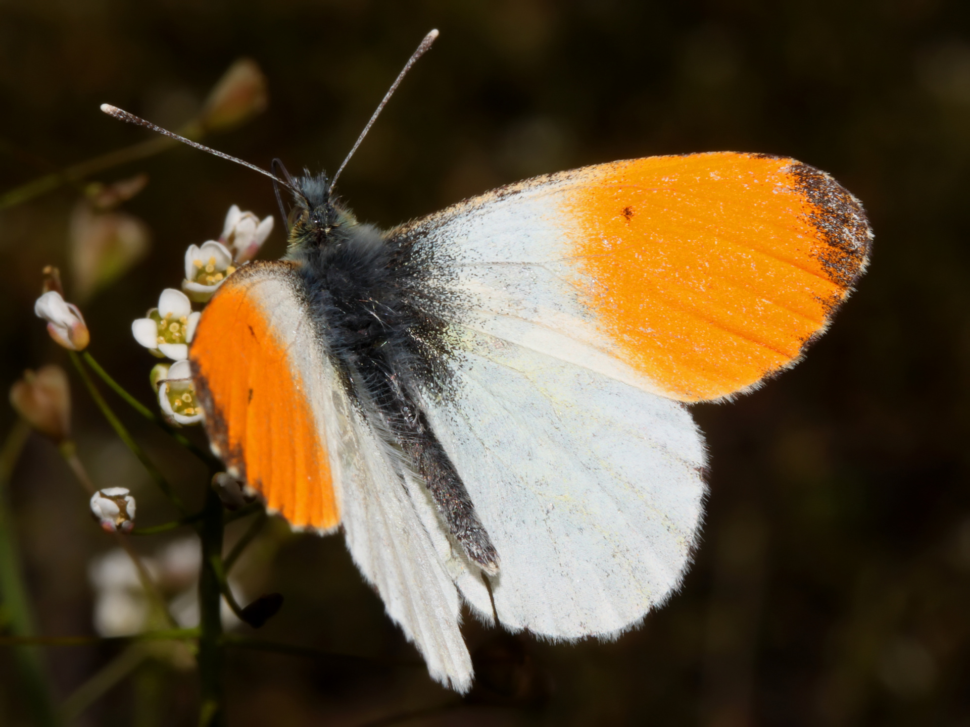 Anthocharis cardamines ♂ (Animals » Insects » Butterfies and Moths)