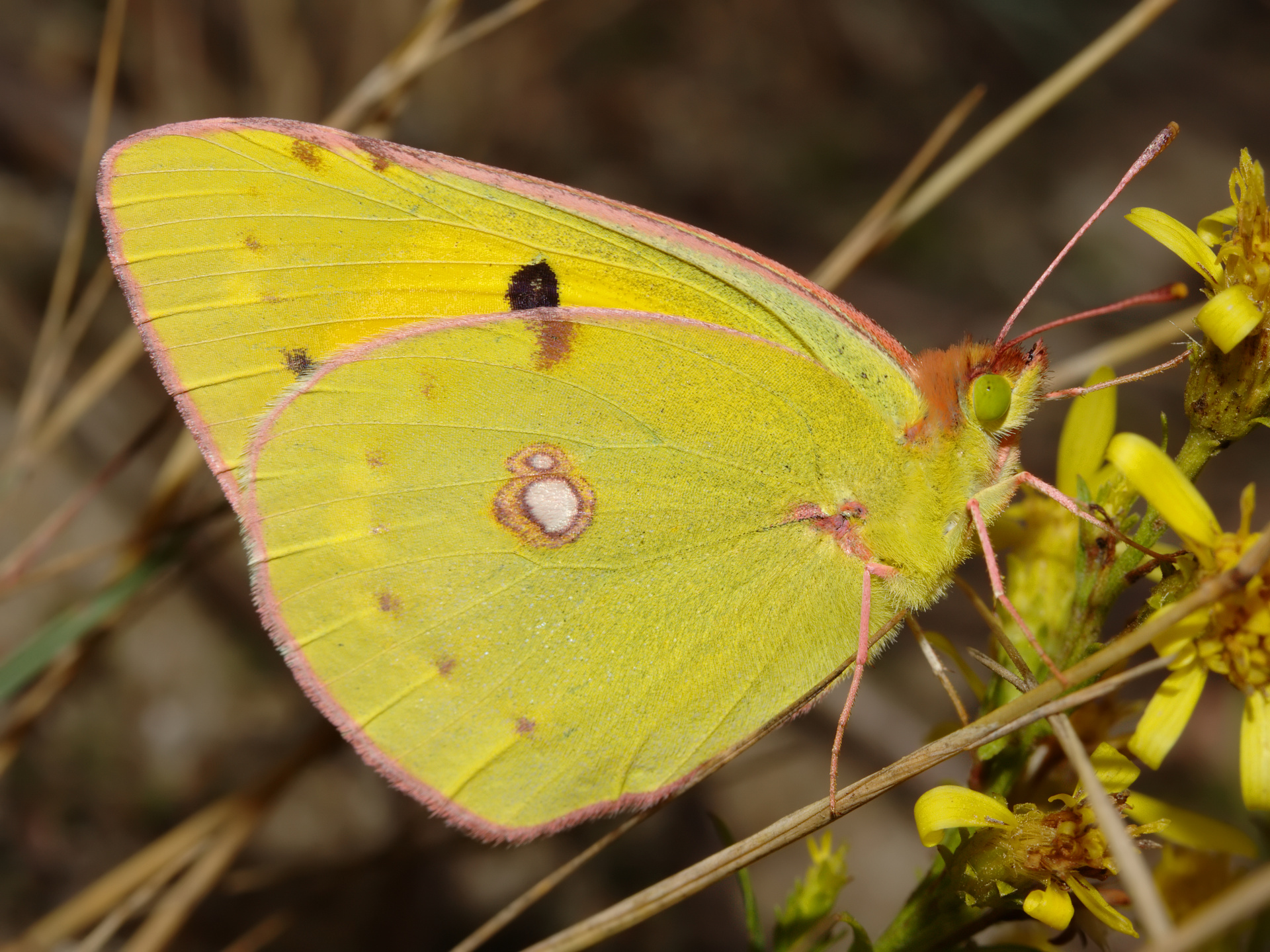 Colias croceus ♀ (Animals » Insects » Butterfies and Moths)