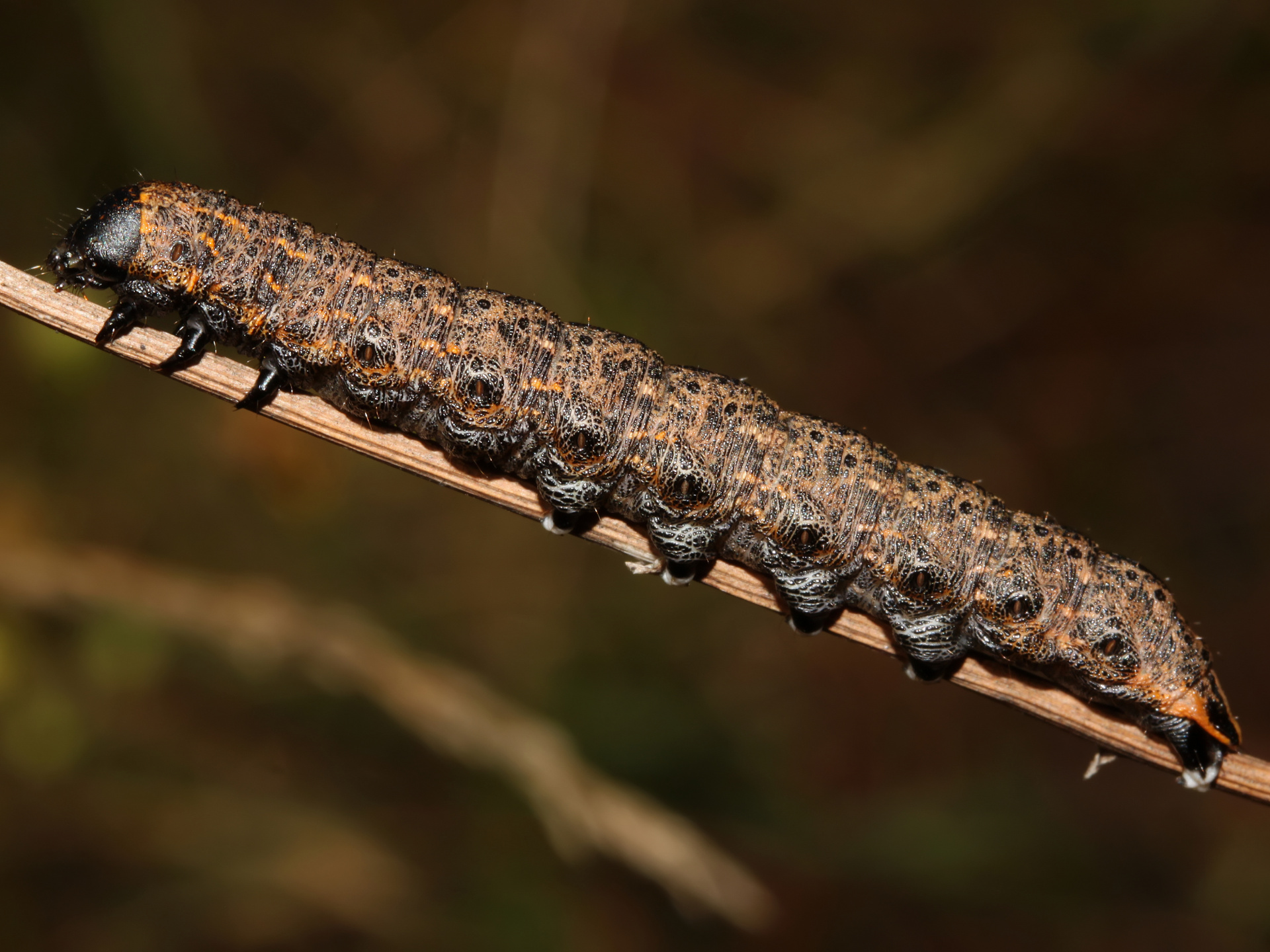 Cucullia umbratica larva (Zwierzęta » Owady » Motyle i ćmy)