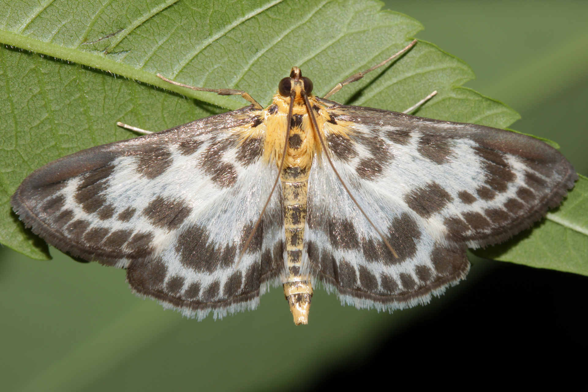 Eurrhypara hortulata (Zwierzęta » Owady » Motyle i ćmy)
