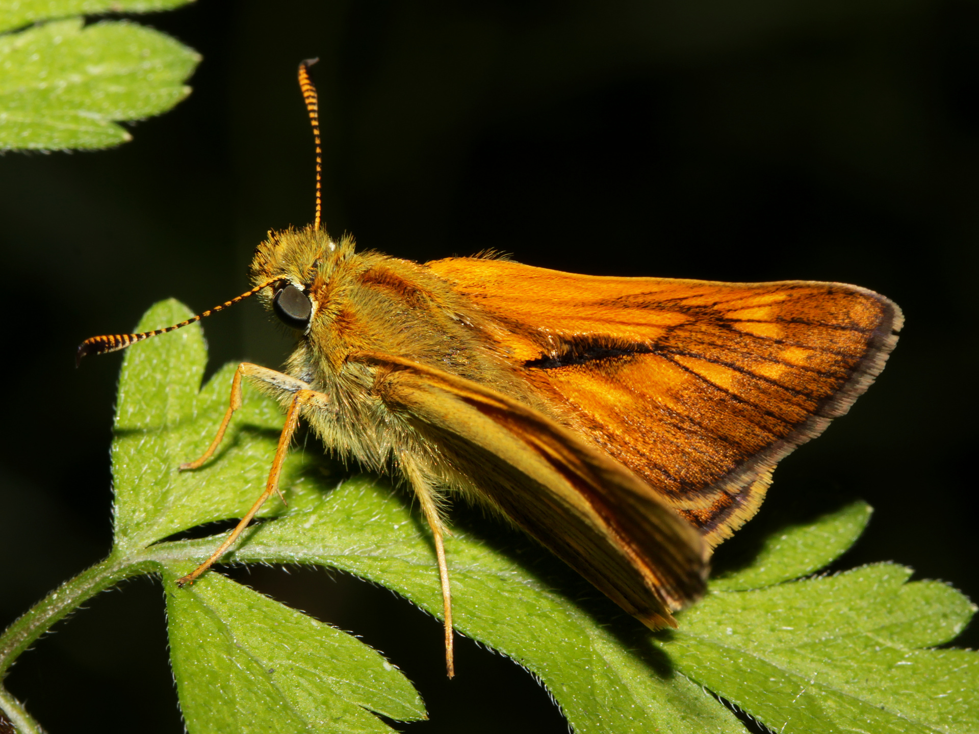 Ochlodes sylvanus (Animals » Insects » Butterfies and Moths)