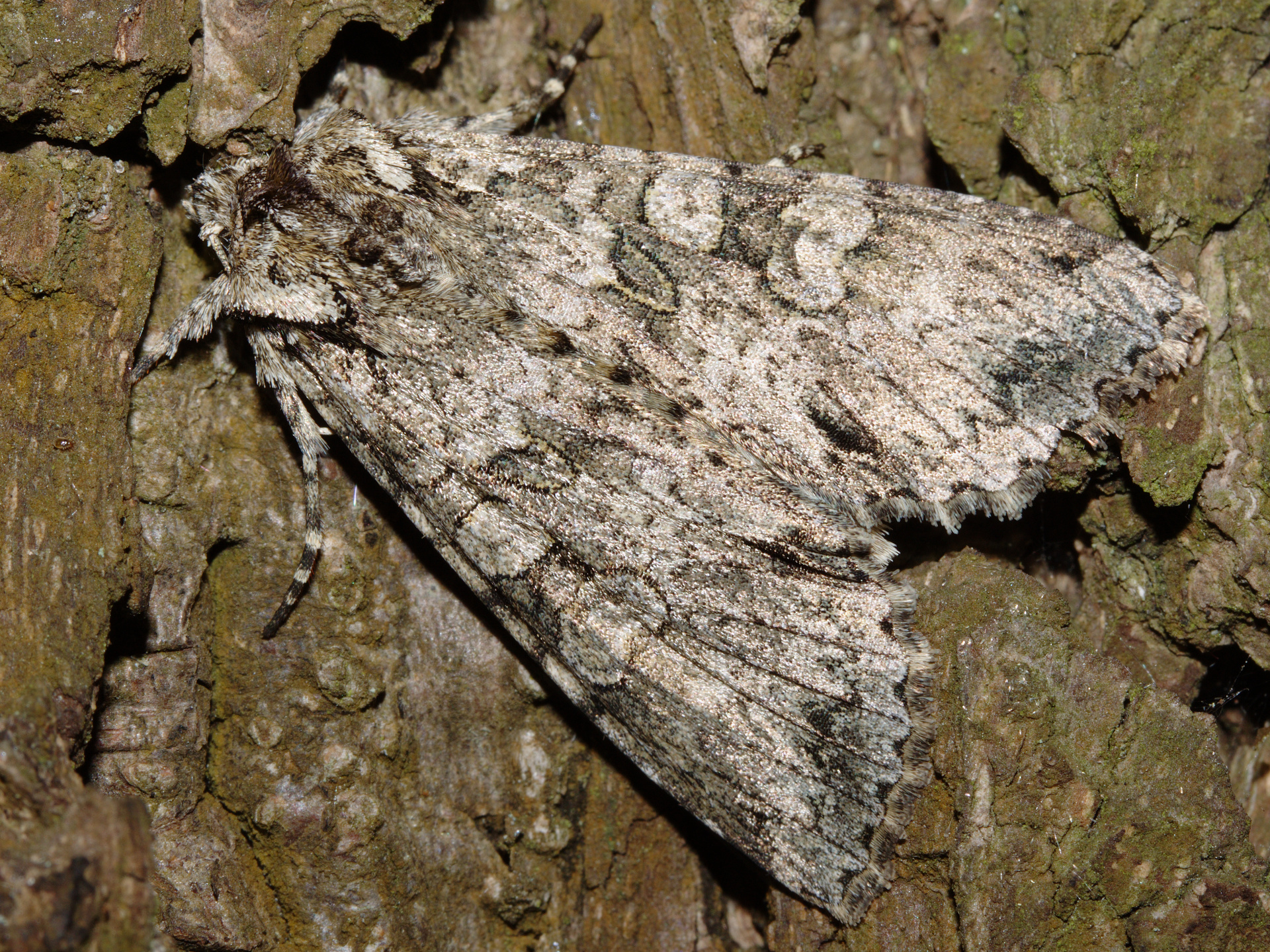 Polia nebulosa (Animals » Insects » Butterfies and Moths)