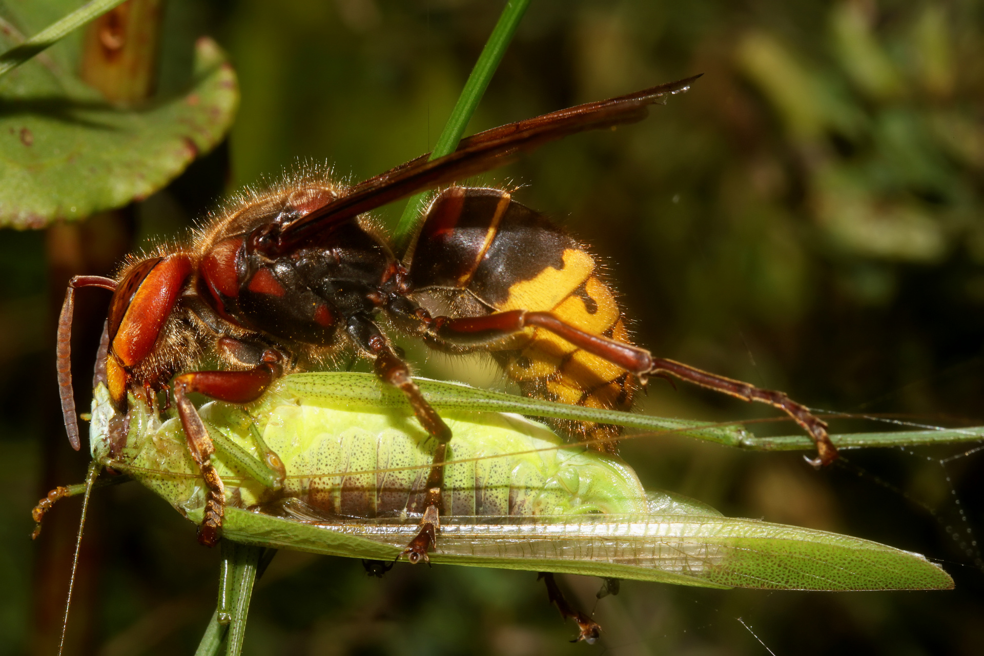 Vespa crabo (Animals » Insects)