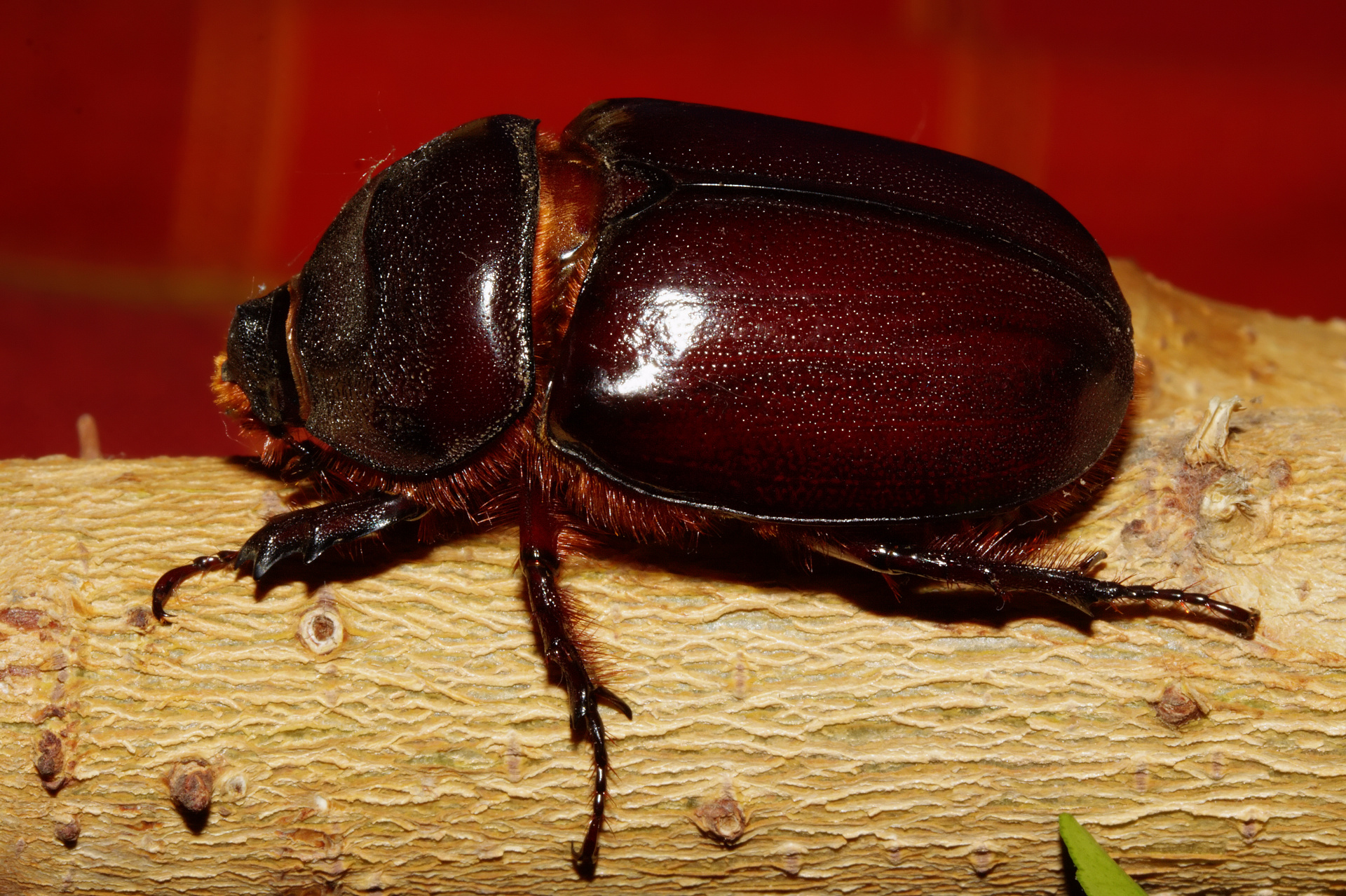 Oryctes nasicornis ♀ (Zwierzęta » Owady)