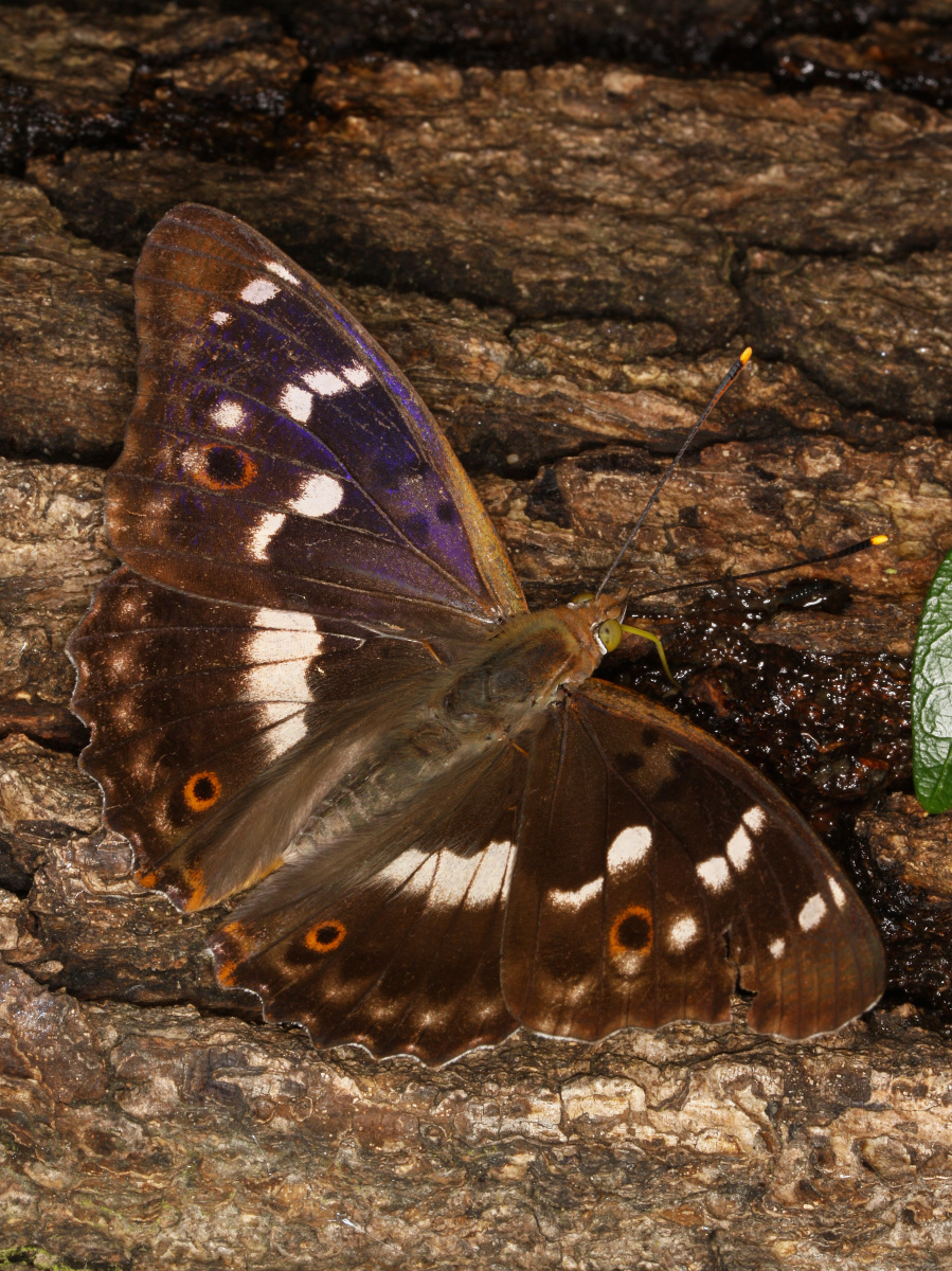 Apatura ilia ♂ (Zwierzęta » Owady » Motyle i ćmy » Nymphalidae)