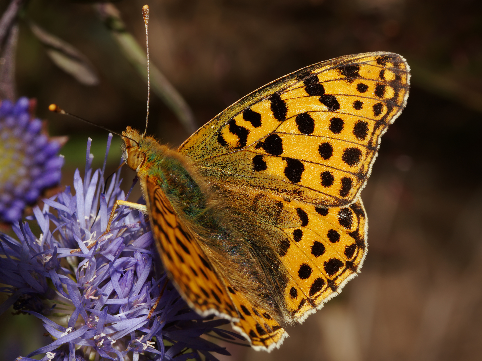 Issoria lathonia ♂ (Animals » Insects » Butterfies and Moths » Nymphalidae)