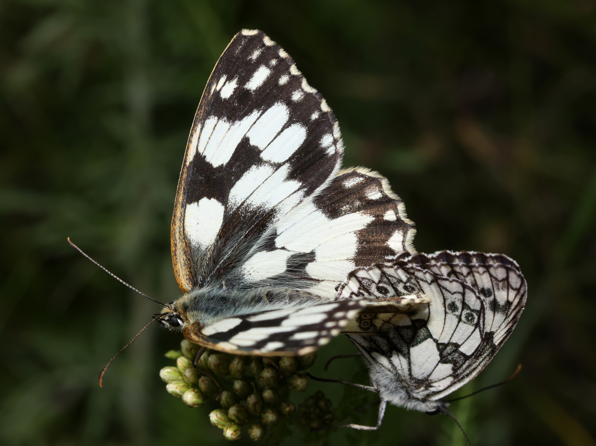 Melanargia galathea tandem (Animals » Insects » Butterfies and Moths » Nymphalidae)