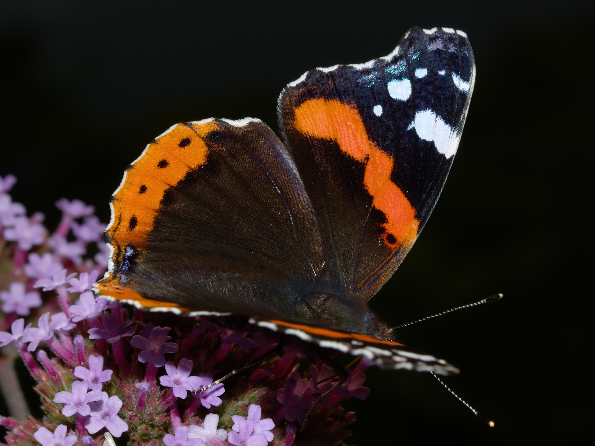 Vanessa atalanta (Animals » Insects » Butterfies and Moths » Nymphalidae)