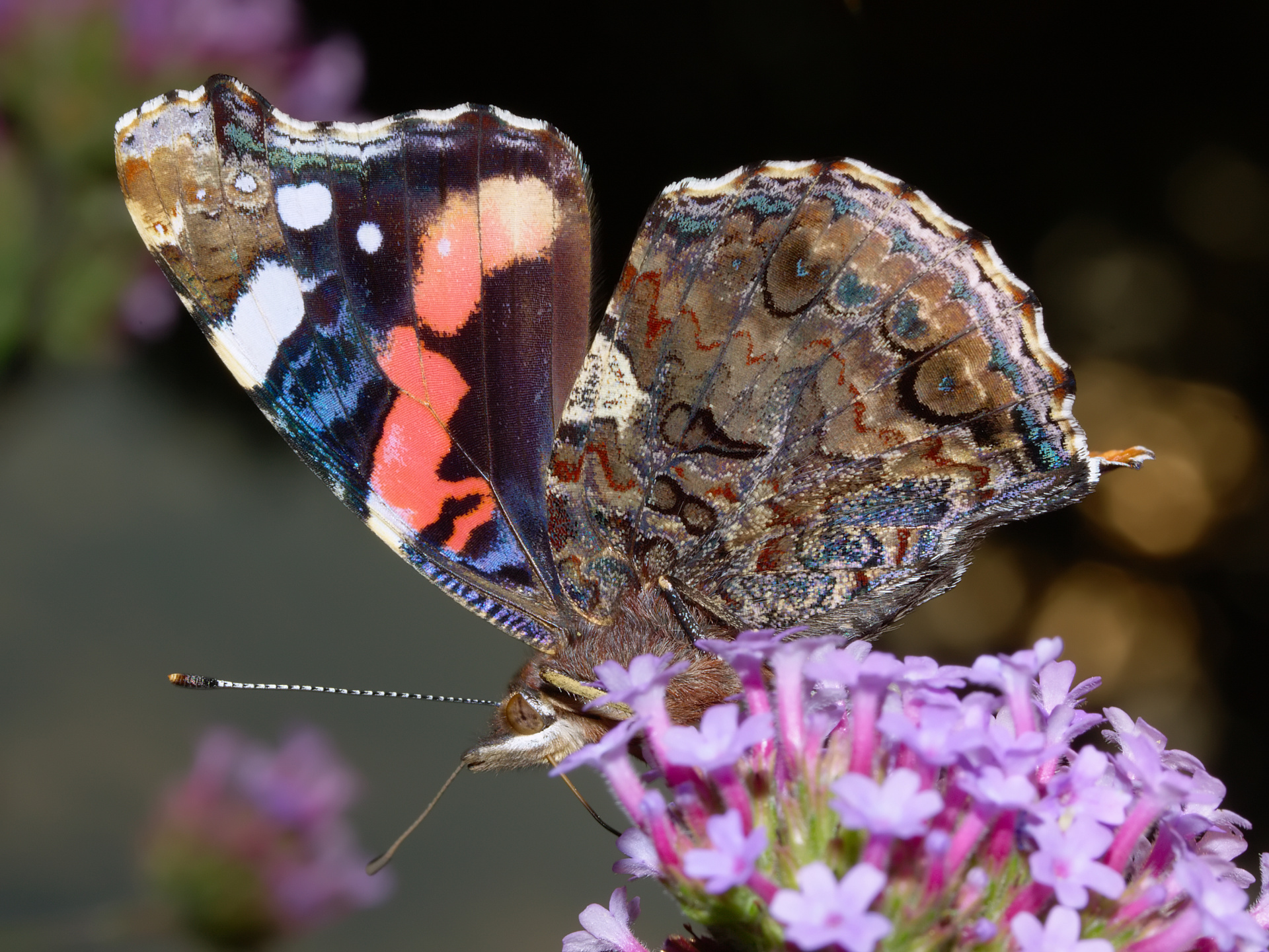 Vanessa atalanta (Animals » Insects » Butterfies and Moths » Nymphalidae)