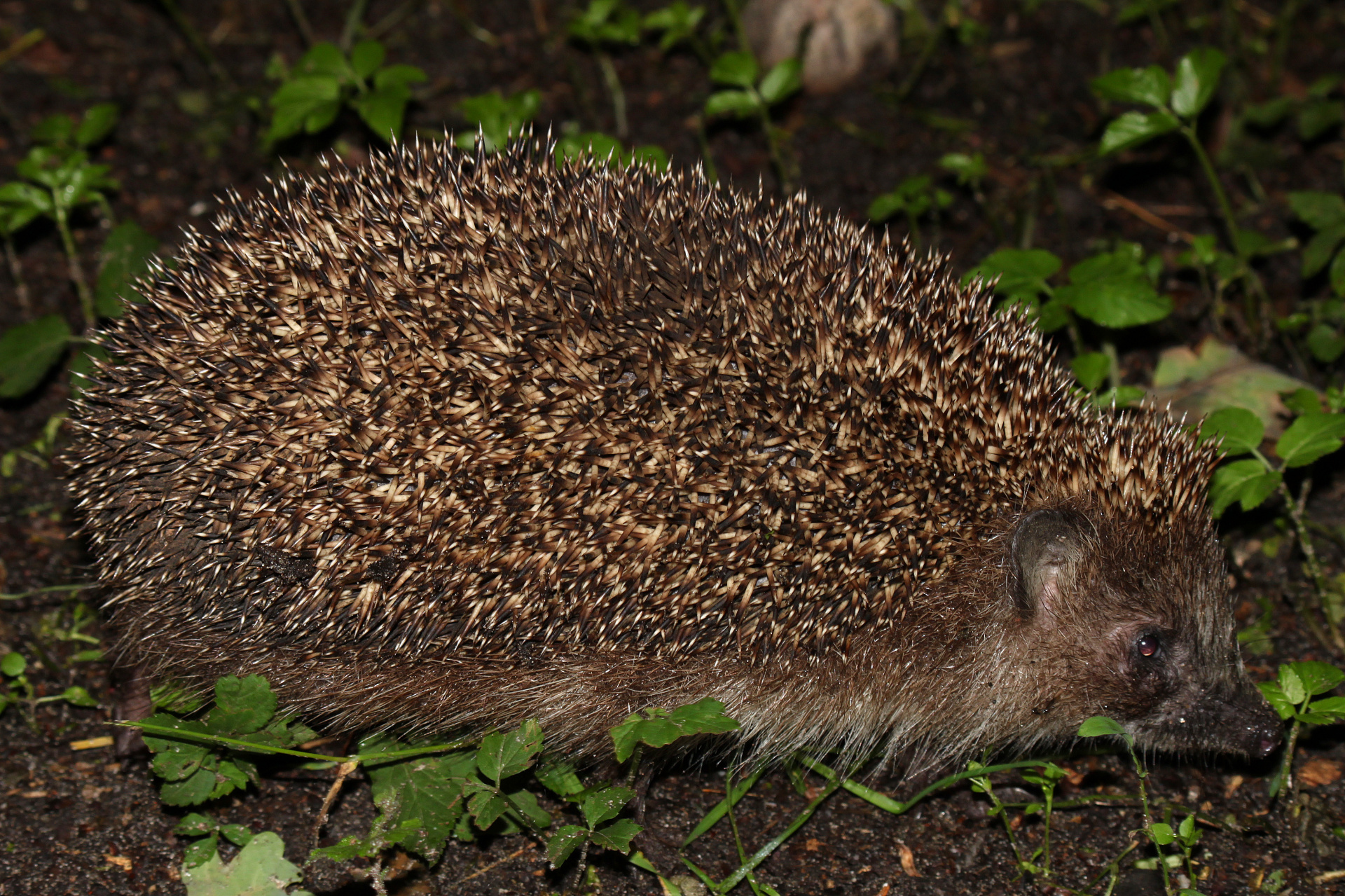 Hedgehog (Animals)