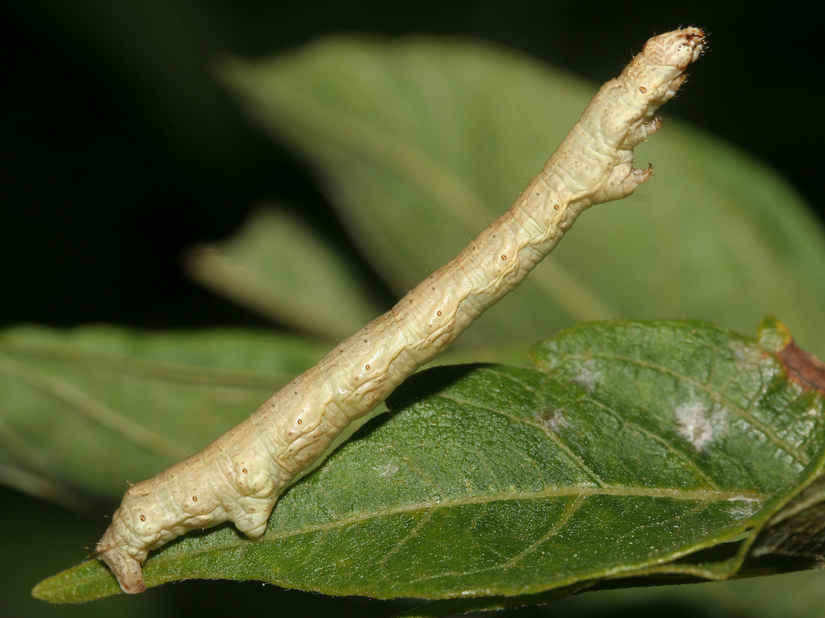 Ectropis crepuscularia larva (Animals » Insects » Butterfies and Moths » Geometridae)