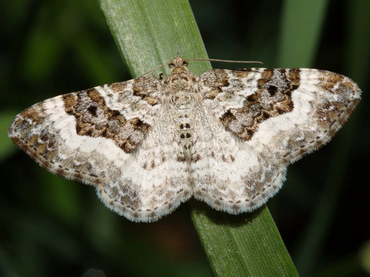 Epirrhoe alternata (Animals » Insects » Butterfies and Moths » Geometridae)