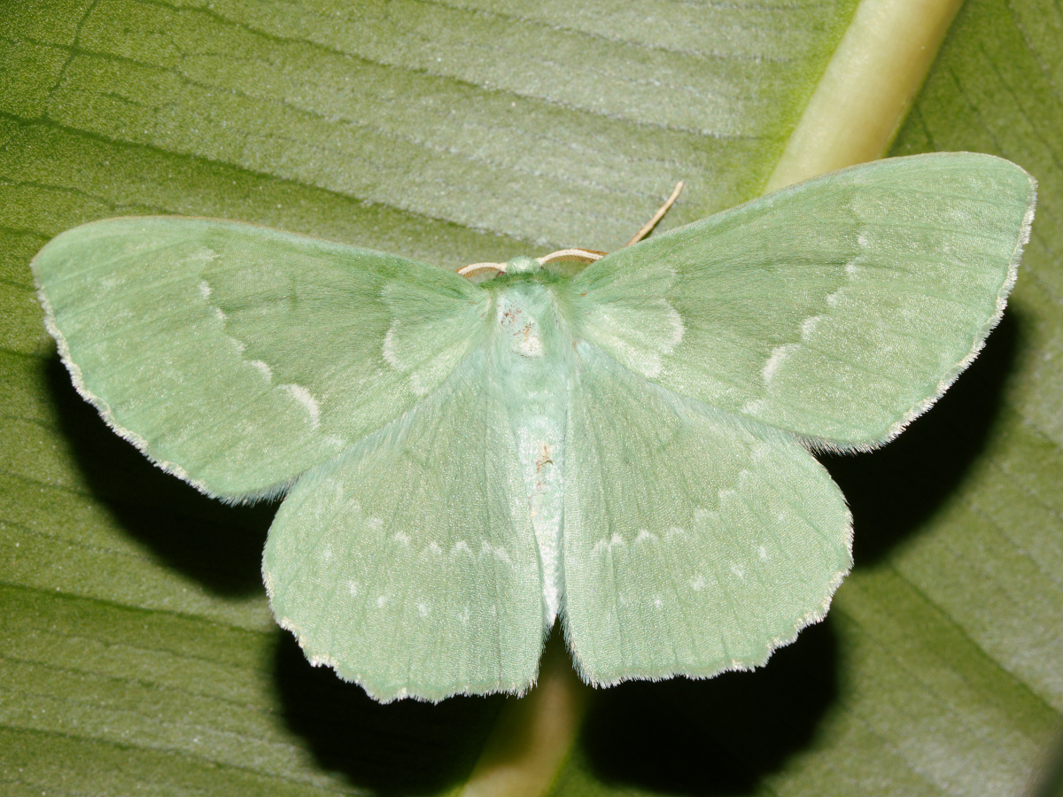 Geometra papilionaria (Animals » Insects » Butterfies and Moths » Geometridae)