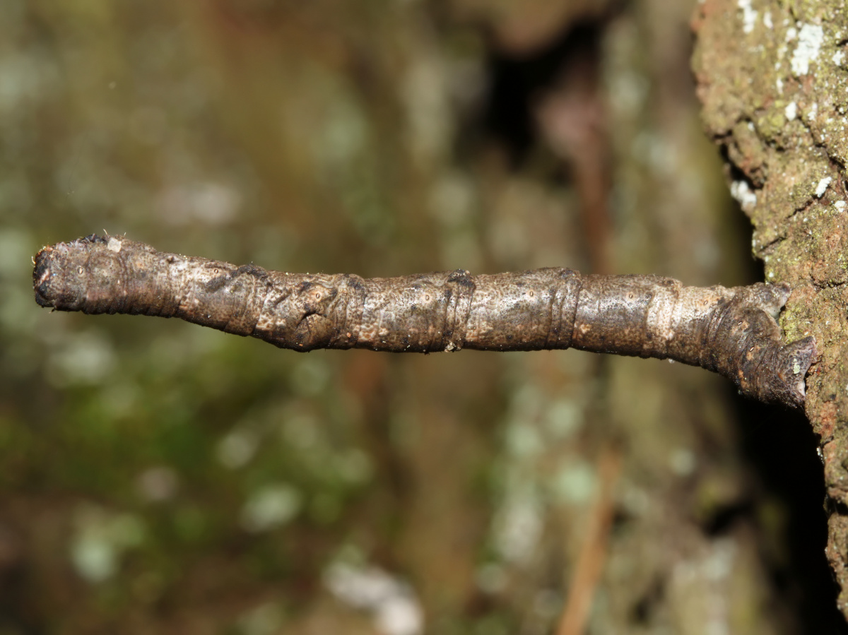 Hypomecis sp. larva