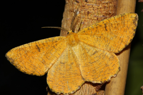 Angerona prunaria ♂