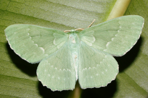 Geometra papilionaria