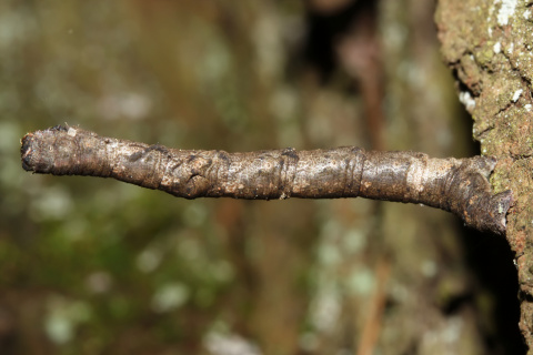 Hypomecis sp. larva
