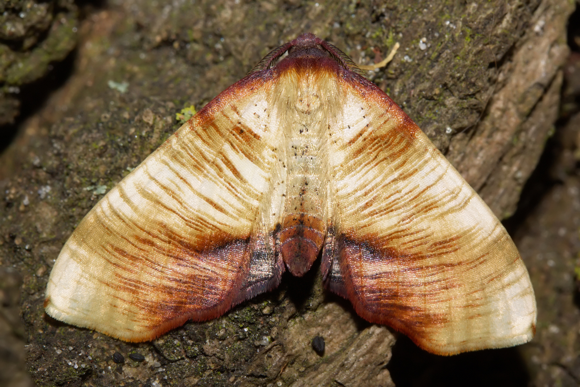 Plagodis dolabraria (Zwierzęta » Owady » Motyle i ćmy » Geometridae)