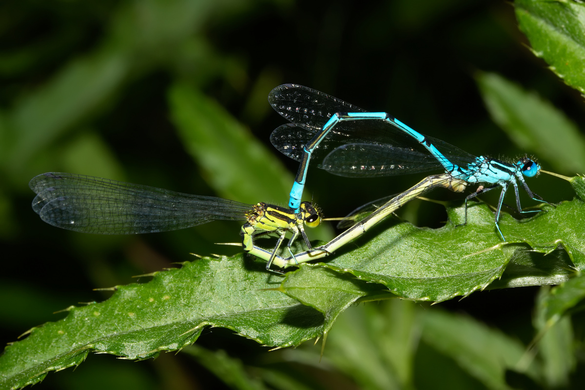 Coenagrion puella (Zwierzęta » Owady » Ważki)