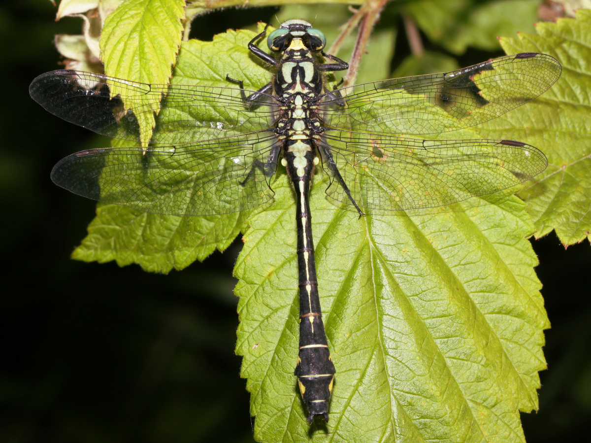 Gomphus vulgatissimus (Zwierzęta » Owady » Ważki)