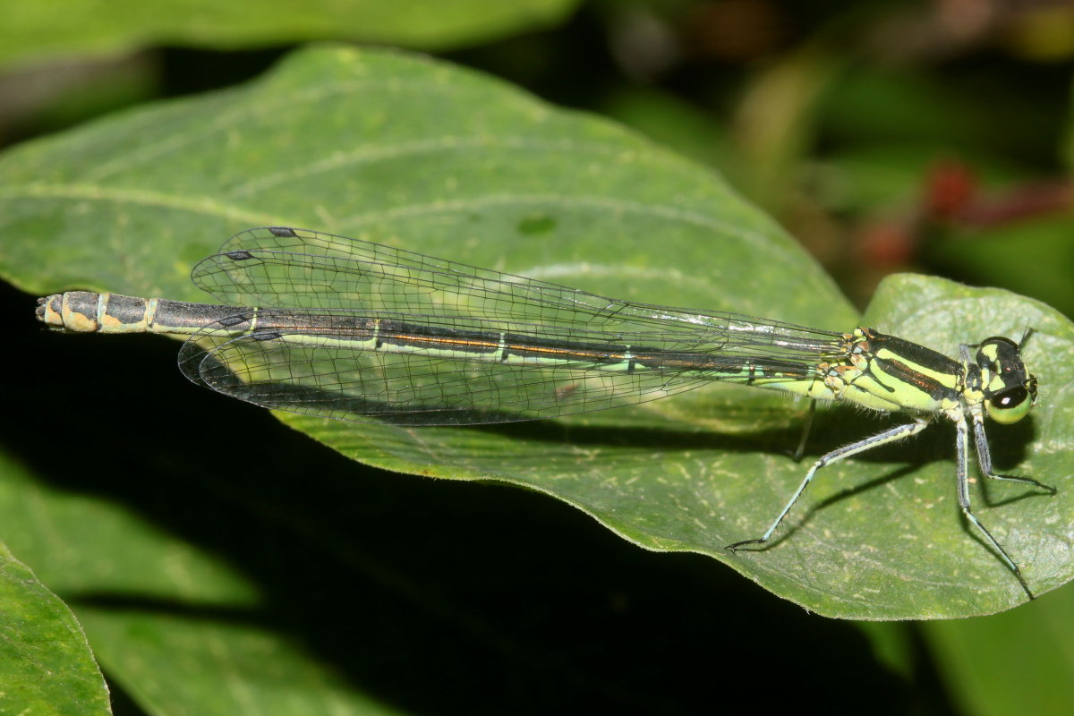 IMG_8123 (Animals » Insects » Dragonflies)