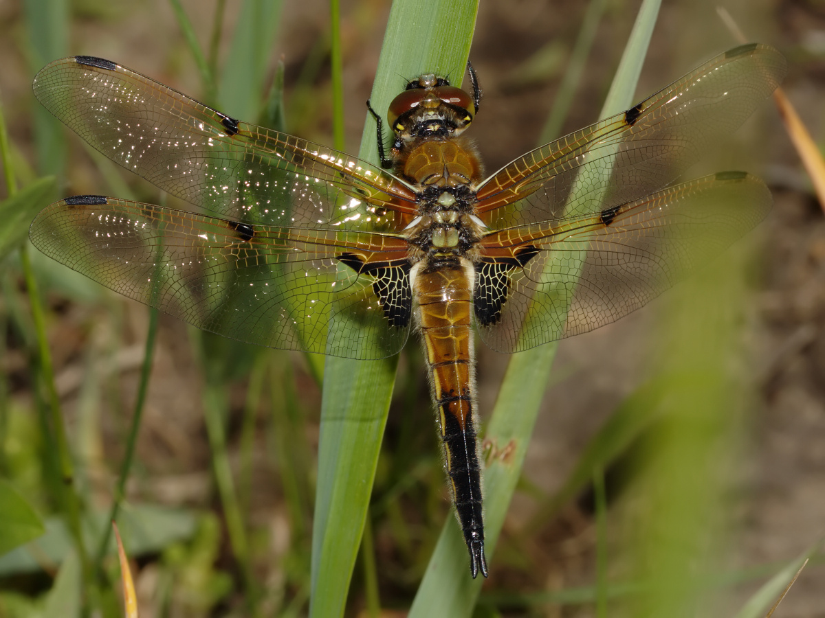 Libellula quadrimaculata (Zwierzęta » Owady » Ważki)