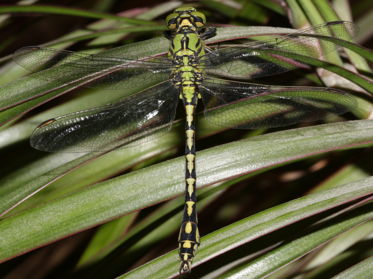 Ophiogomphus cecilia (Zwierzęta » Owady » Ważki)