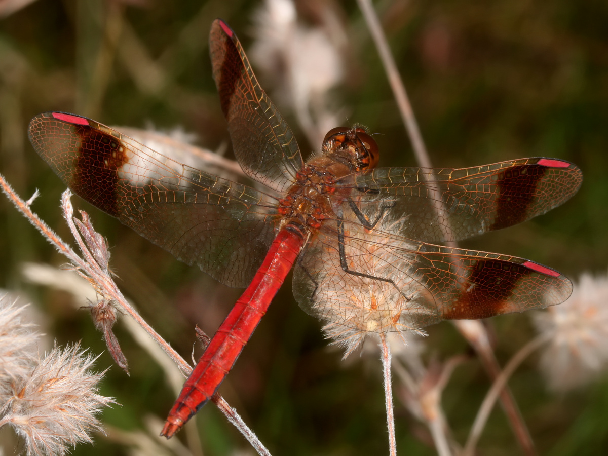 Sympetrum pedemontanum (Zwierzęta » Owady » Ważki)