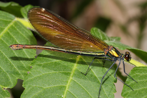 Calopteryx virgo ♀