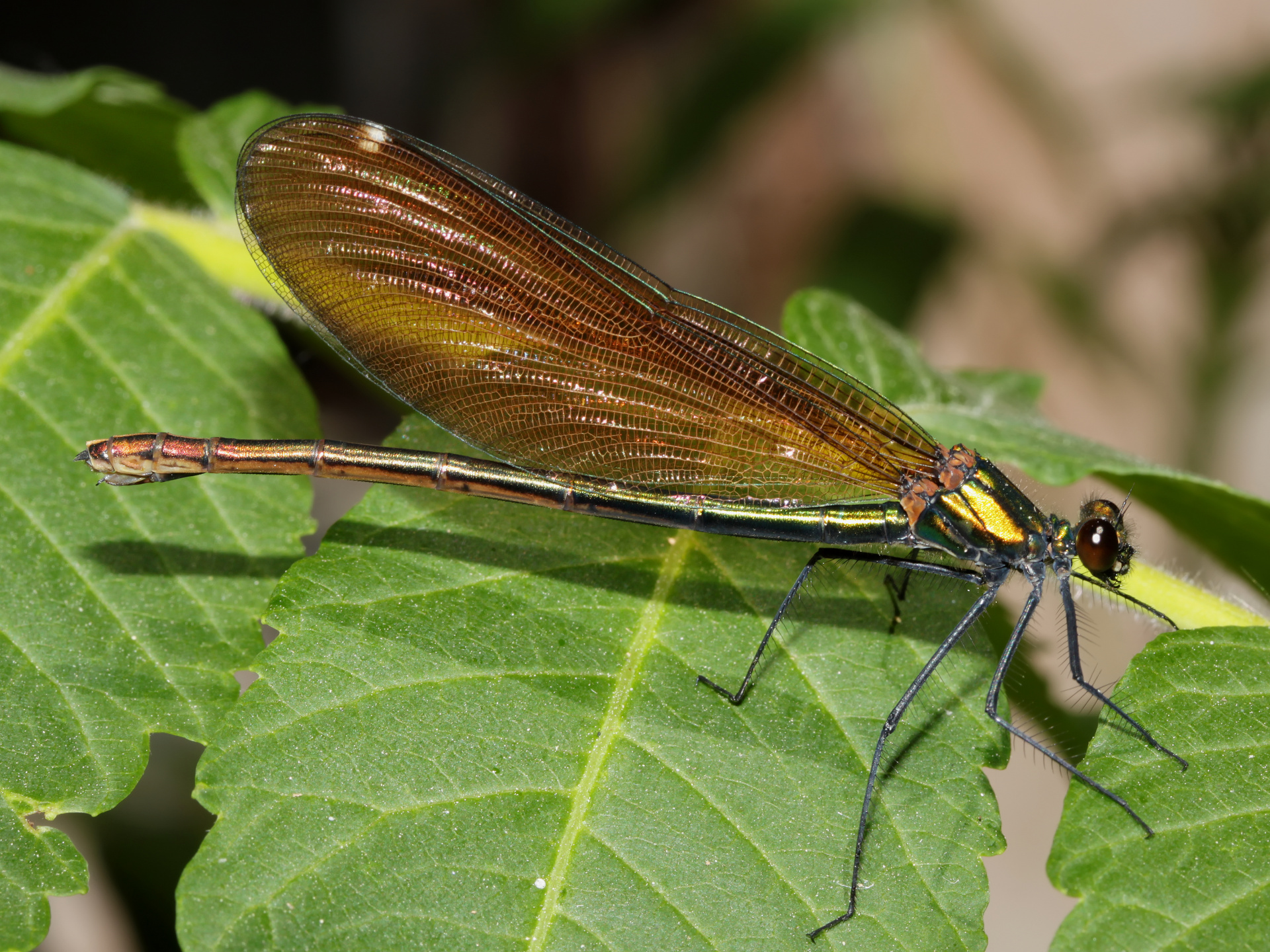 Calopteryx virgo ♀ (Animals » Insects » Dragonflies)