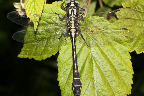 Gomphus vulgatissimus