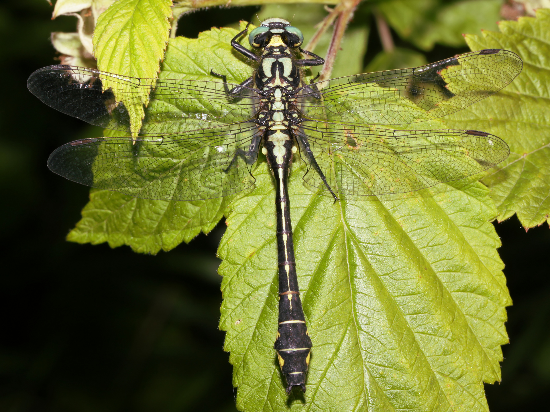 Gomphus vulgatissimus (Animals » Insects » Dragonflies)