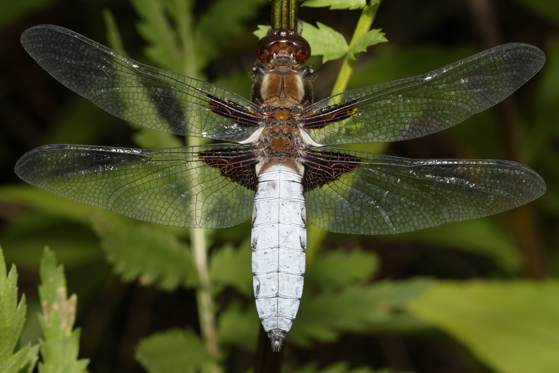 Libellula depressa ♂ (Animals » Insects » Dragonflies)