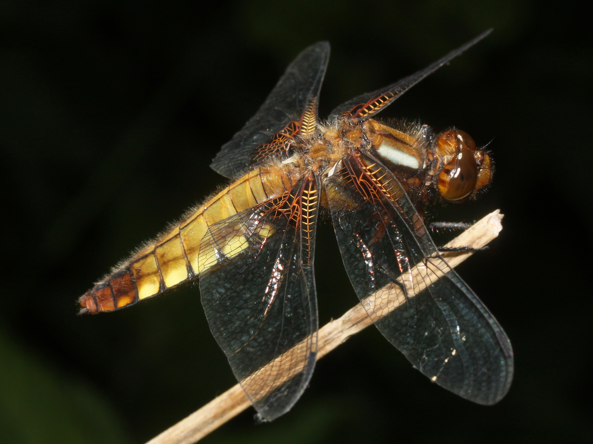 Libellula depressa ♀ (Animals » Insects » Dragonflies)