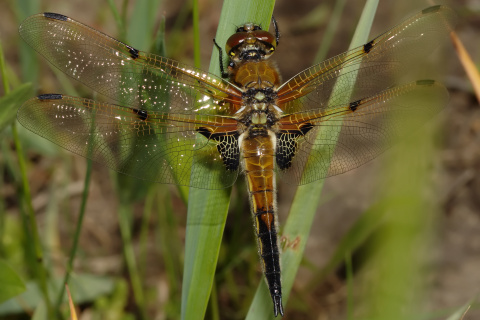 Libellula quadrimaculata